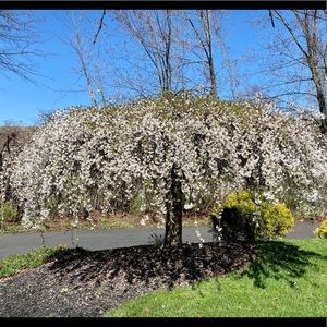 Meet your Posher, Dawn